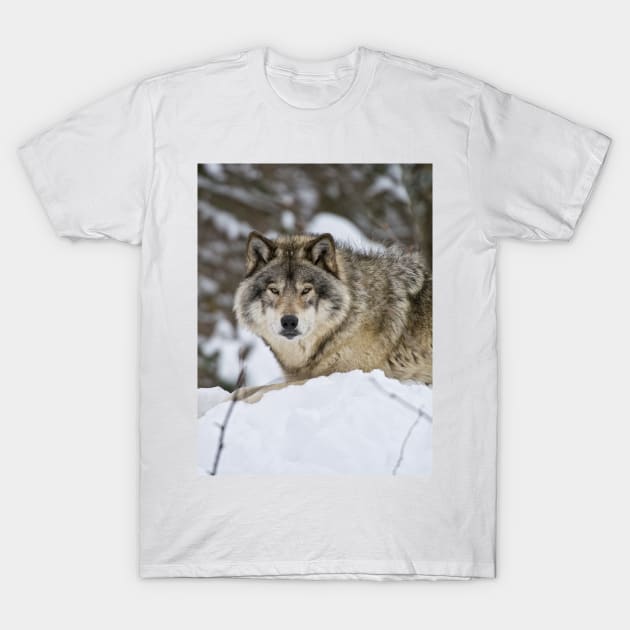 Grey Wolf T-Shirt by jaydee1400